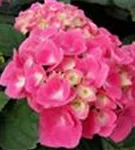 Nahansicht Blüten Hydrangea macrophylla 'Sarena Pink'
