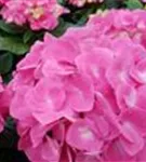 Blütenball pink Hydrangea macrophylla 'Sarena Pink'