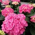 Pinke Blüten Hydrangea macrophylla 'Sarena Pink'