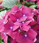 Blüten Bauernhortensie 'Speedy Red'