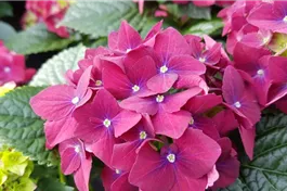 Bauernhortensie 'Speedy Red' lila Improved - Hydrangea macrophylla 'Speedy Red' lila Improved