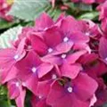 Blüten Bauernhortensie 'Speedy Red'
