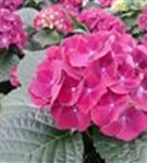 Nahaufnahme Bauernhortensie 'Speedy Red'