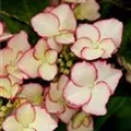 Helle Blüten einer Bauernhortensie Hovaria® 'Love you Kiss'