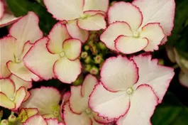 Bauernhortensie Hovaria® 'Love you Kiss' - Hydrangea Hovaria® 'Love you Kiss'