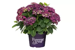 Bauernhortensie Forever & Ever® 'Purple' - Hydrangea Forever & Ever® 'Purple'