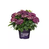Hydrangea Forever & Ever® 'Purple'