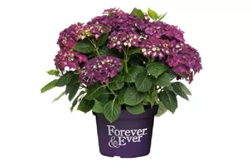 Hydrangea Forever & Ever® 'Purple'