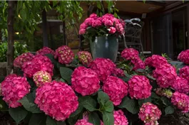 Ballhortensie Endless Summer 'Summer Love'® - Hydrangea macr. Endless Sum. 'Summer Love'®