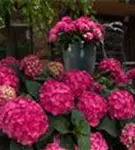 Fernaufnahme Ballhortensie Pink
