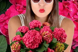 Ballhortensie Endless Summer 'Summer Love'® - Hydrangea macr. Endless Sum. 'Summer Love'®