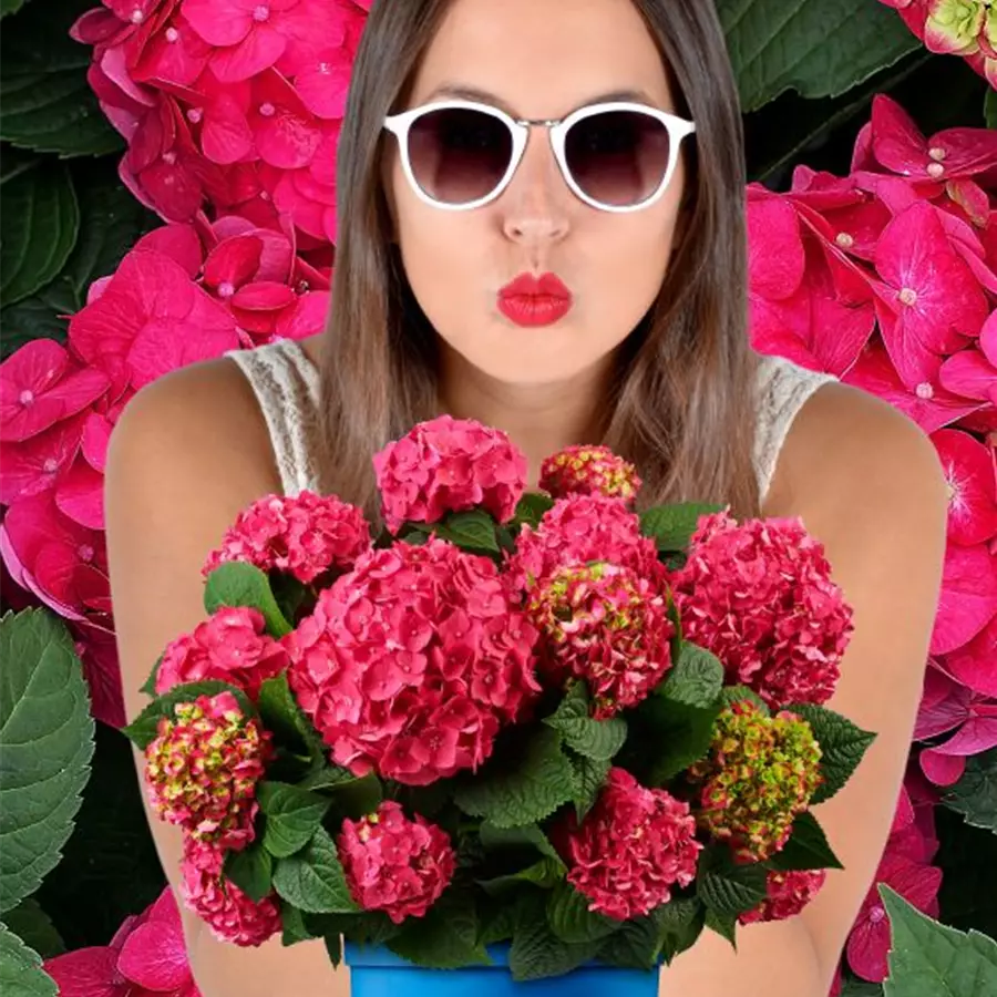 Frau mit Artikel Ballhortensie in Pink