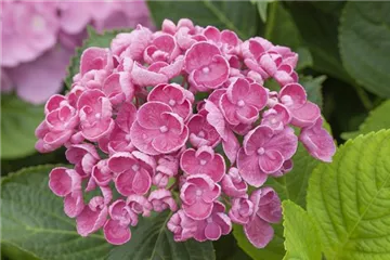 Fliederhortensie Hovaria® 'Hopcorn Pink' - Hydrangea Hovaria® 'Hopcorn Pink'