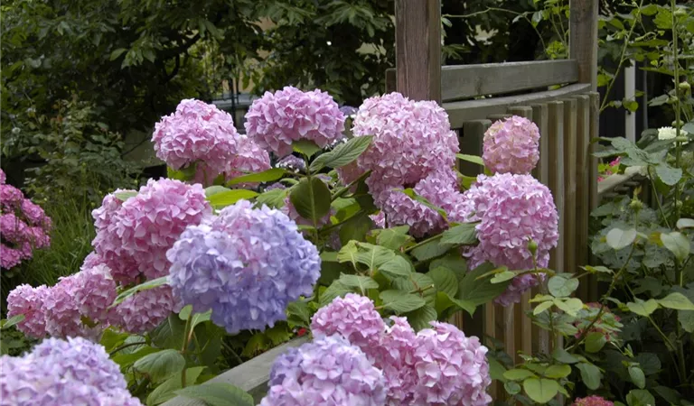 Hortensien umpflanzen – stressfreier Umzug im Garten