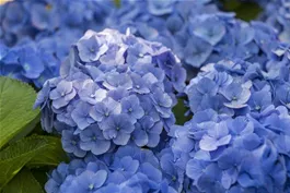 Blaue Hortensien – königliche Farbenpracht