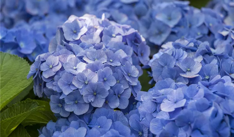 Blaue Hortensien – königliche Farbenpracht