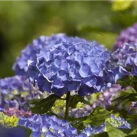 Hortensien umpflanzen zum richtigen Zeitpunkt Hortensien umpflanzen zum richtigen Zeitpunkt