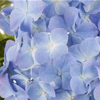 Blau Hortensien – die Farbe des Adels Blau Hortensien – die Farbe des Adels