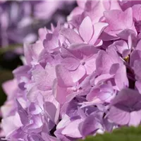 Stressfreier Umzug der Hortensien Stressfreier Umzug der Hortensien