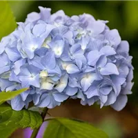 Blauen Hortensien selbst färben Blauen Hortensien selbst färben