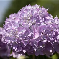 Hortensien umpflanzen leicht gemacht Hortensien umpflanzen leicht gemacht