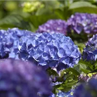 Natürliche Färbemittel für blaue Hortensien Natürliche Färbemittel für blaue Hortensien