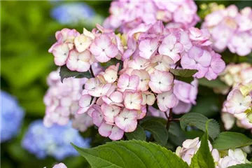 Die Bauernhortensie – eine Landschönheit Die Bauernhortensie – eine Landschönheit