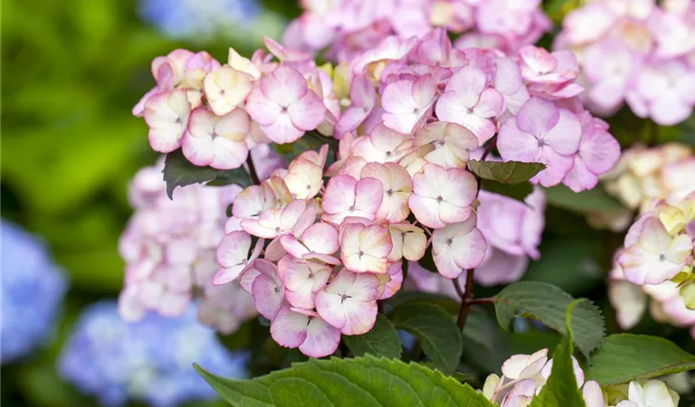 Die Bauernhortensie – eine Landschönheit