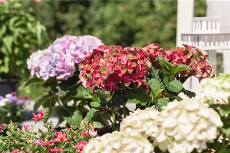 Hortensienblüten konservieren – die Schönheit einfangen Hortensienblüten konservieren – die Schönheit einfangen