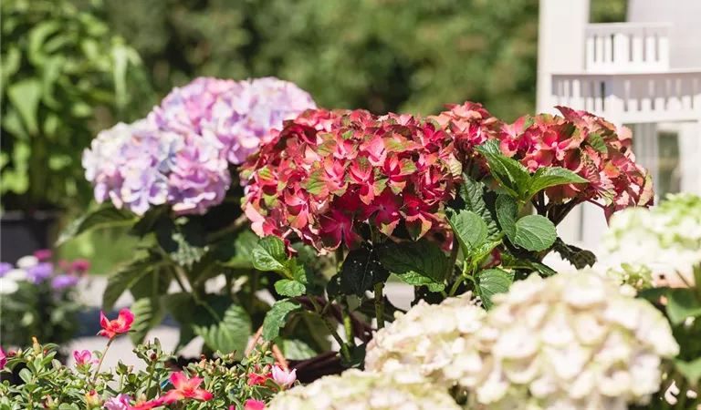 Hortensienblüten konservieren – die Schönheit einfangen