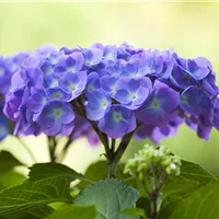 Faszinierende Blütenpracht der Bauernhortensie Faszinierende Blütenpracht der Bauernhortensie