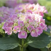 Die Schönheit der Hortensienblüten Die Schönheit der Hortensienblüten