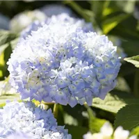 Mit Glycerin Hortensienblüten konservieren Mit Glycerin Hortensienblüten konservieren