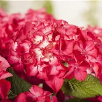 Hortensienblüten trocknen Hortensienblüten trocknen