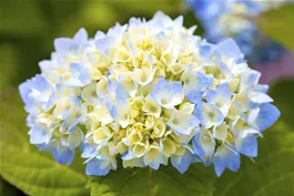 Hübsche Hortensien – Der Klassiker im Garten