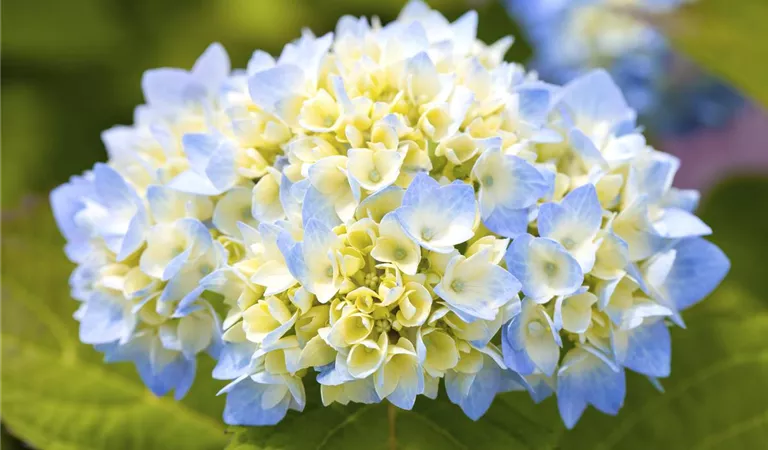 Hübsche Hortensien – Der Klassiker im Garten