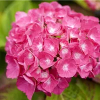 Hortensienpracht im Garten Hortensienpracht im Garten
