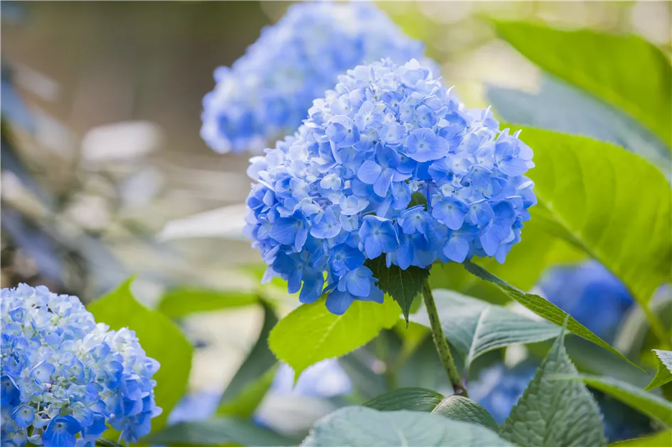 Hortensien als Zimmerpflanzen fr florale Akzente