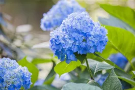 Hortensien als Zimmerpflanzen – den Sommer ins Haus holen