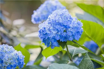 Hortensien als Zimmerpflanzen – den Sommer ins Haus holen Hortensien als Zimmerpflanzen – den Sommer ins Haus holen