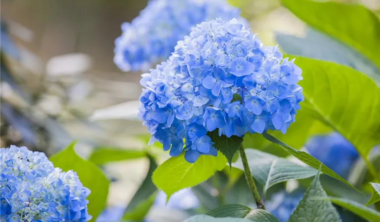 Hortensien als Zimmerpflanzen – den Sommer ins Haus holen