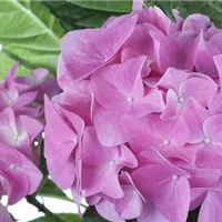 Hortensien als Zimmerpflanzen: Die Hingucker auf der Fensterbank Hortensien als Zimmerpflanzen: Die Hingucker auf der Fensterbank