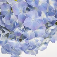 Hortensien - die durstigen Schönheiten Hortensien - die durstigen Schönheiten