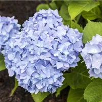Hortensien als Zimmerpflanzen im Sommerurlaub Hortensien als Zimmerpflanzen im Sommerurlaub