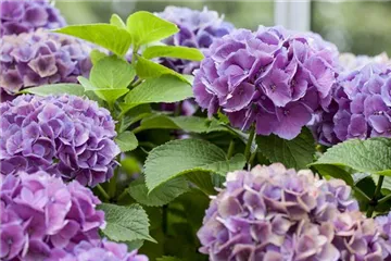 Hortensien als Luftbefeuchter - hübsch und praktisch Hortensien als Luftbefeuchter - hübsch und praktisch