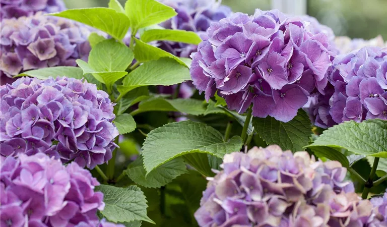 Hortensien als Luftbefeuchter - hübsch und praktisch