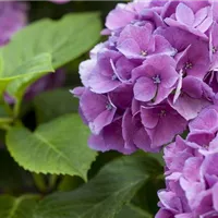 Die Hortensie sorgt für gutes Klima Die Hortensie sorgt für gutes Klima