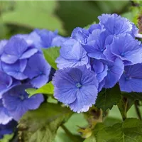 Die Hortensie als Luftbefeuchter Die Hortensie als Luftbefeuchter