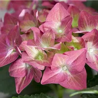 Die Hortensie als Luftbefeuchter pflegen Die Hortensie als Luftbefeuchter pflegen