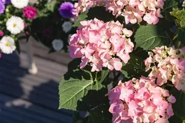 Hortensien im Garten – hübsch und pflegeleicht